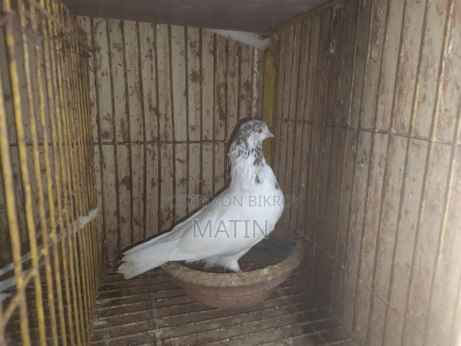 ১ পিস রানিং মাদি কবুতর