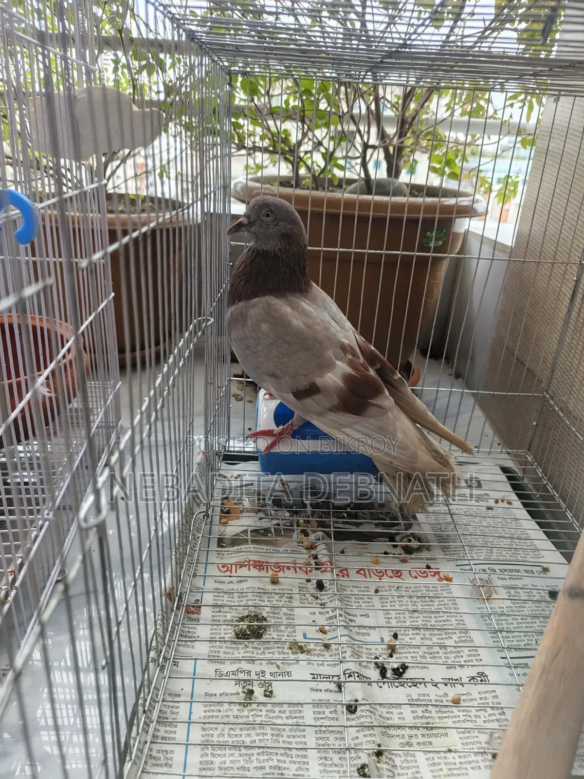 রানিং গোল্লা ফিমেল কবুতর