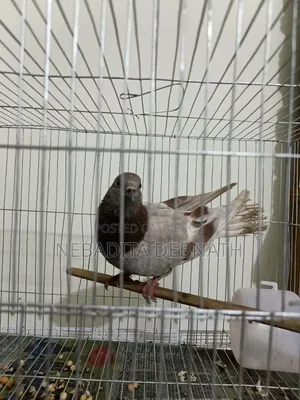 রানিং গোল্লা ফিমেল কবুতর