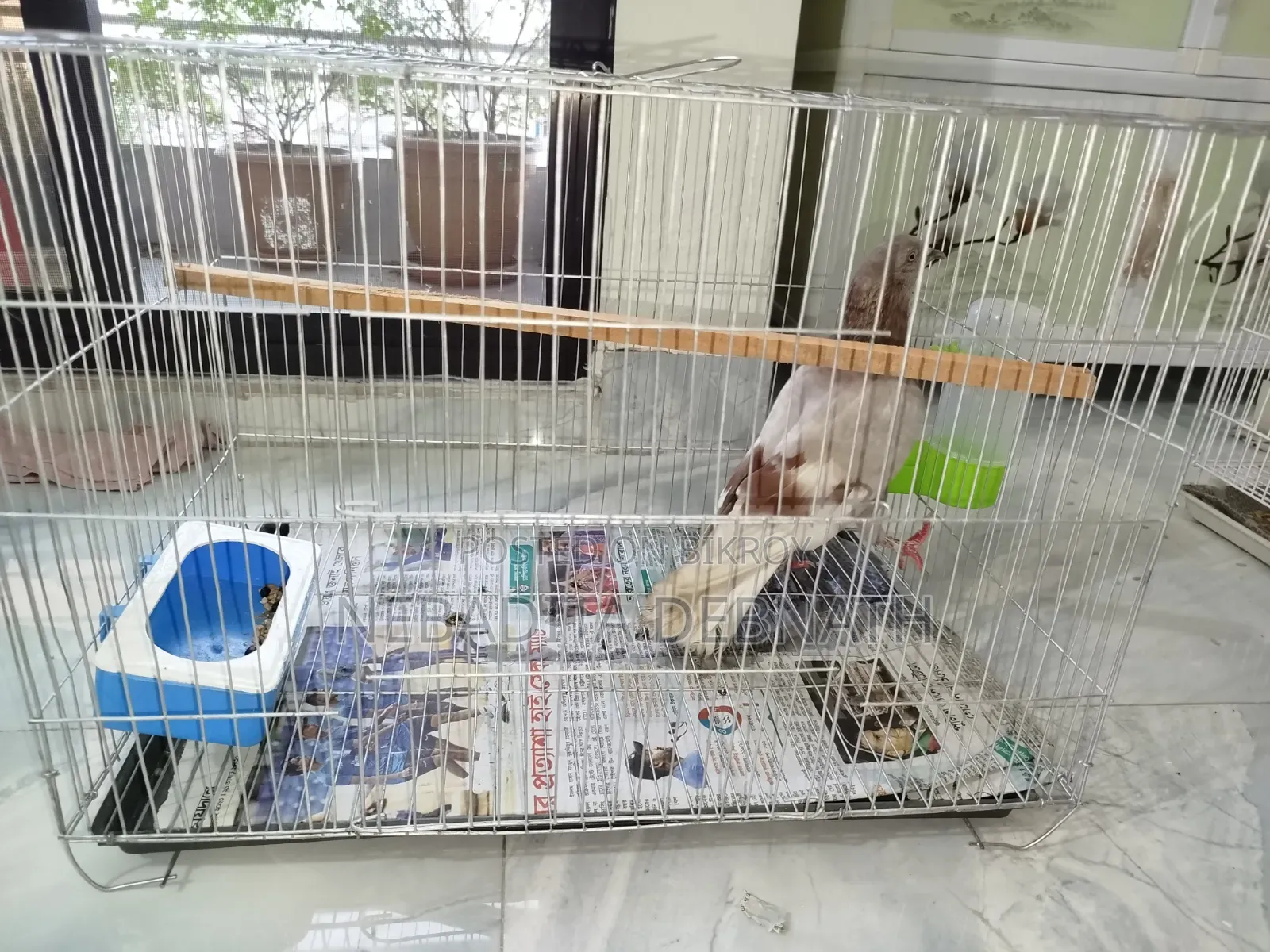 রানিং গোল্লা ফিমেল কবুতর