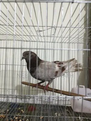 রানিং গোল্লা ফিমেল কবুতর