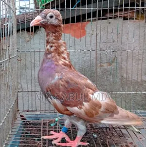 চকো রেসার কবুতর