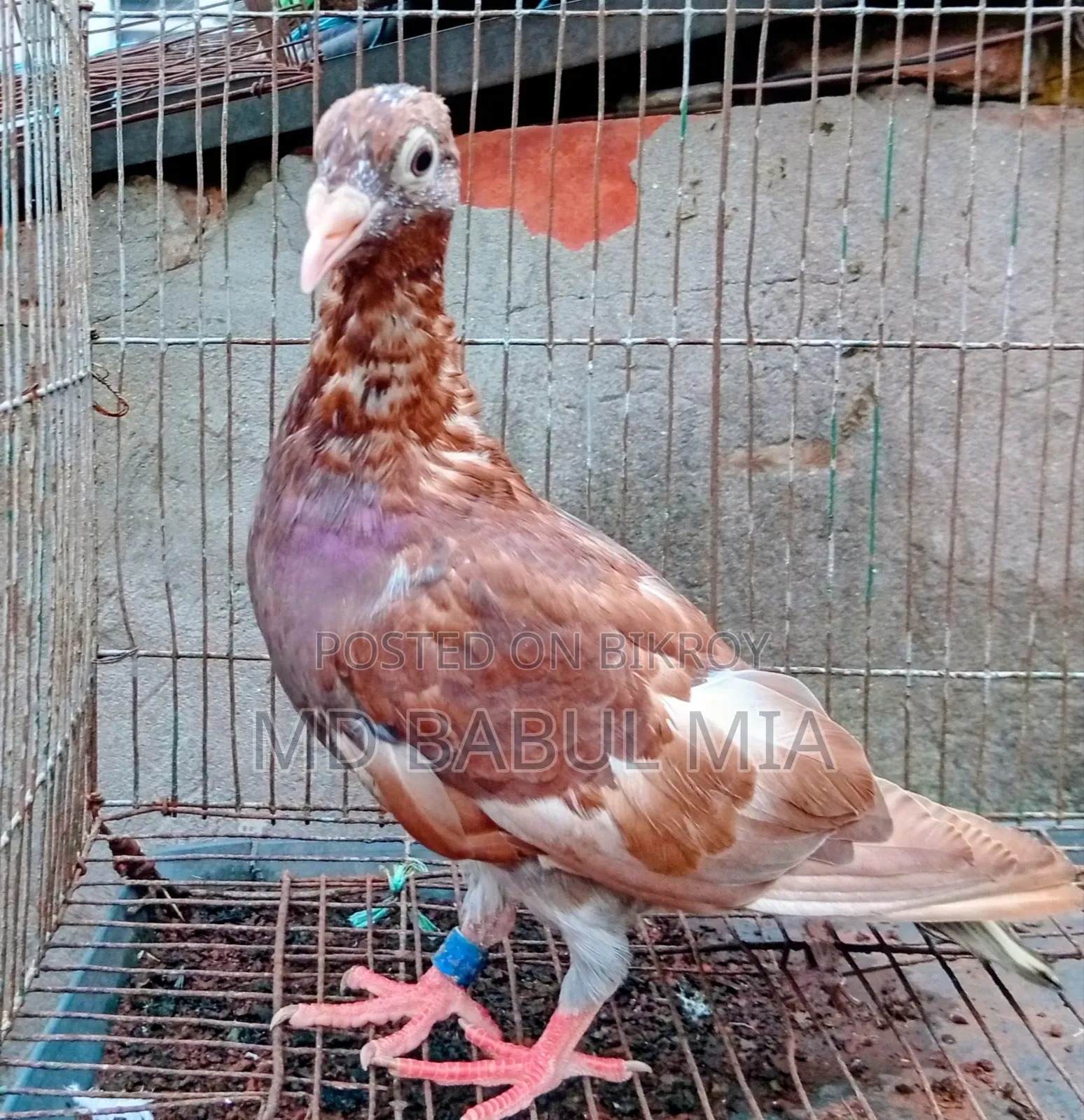 চকো রেসার কবুতর