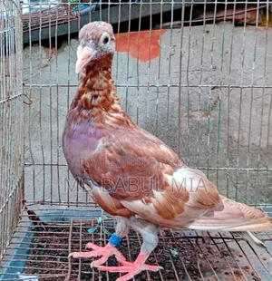 চকো রেসার কবুতর