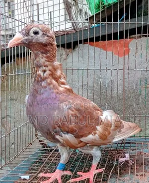 চকো রেসার কবুতর