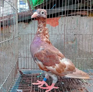 চকো রেসার কবুতর
