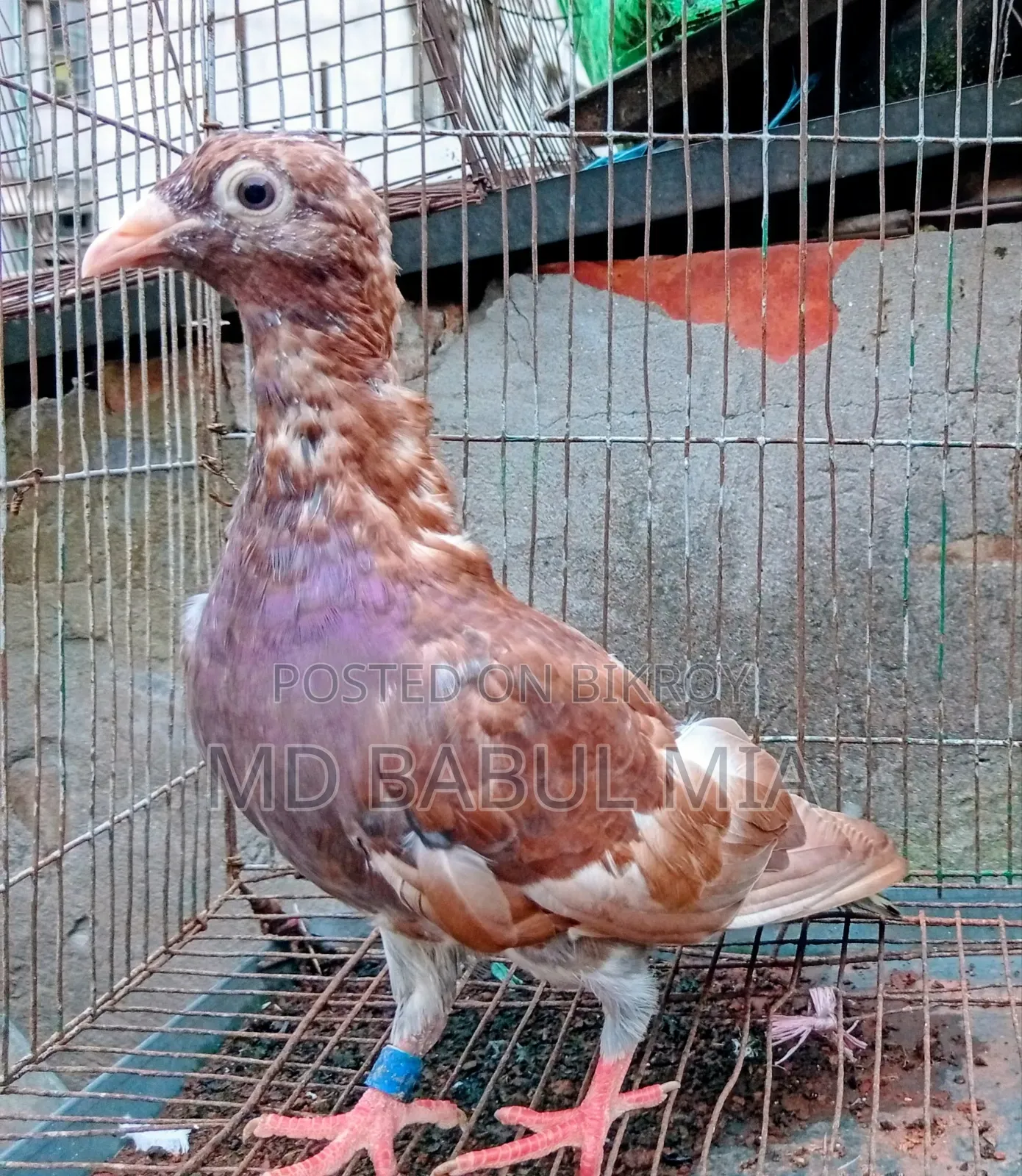 চকো রেসার কবুতর