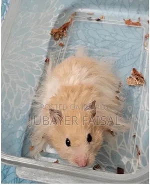 Syrian Long Hair Hamster.