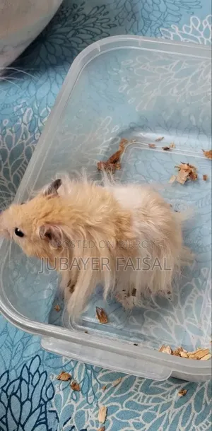 সিরিয়ান লং হেয়ার হ্যামস্টার।