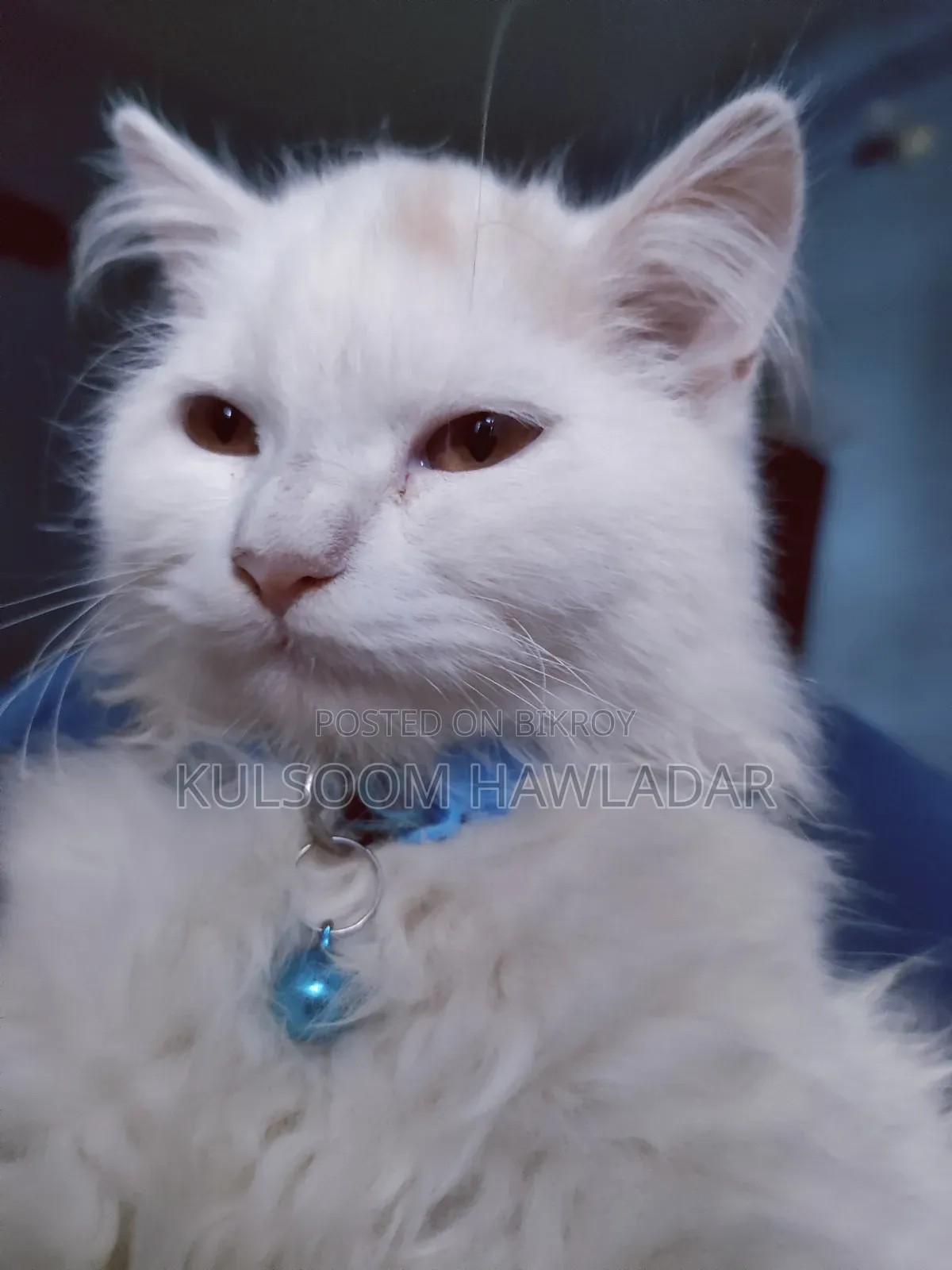 3-6 months Male Purebred Persian