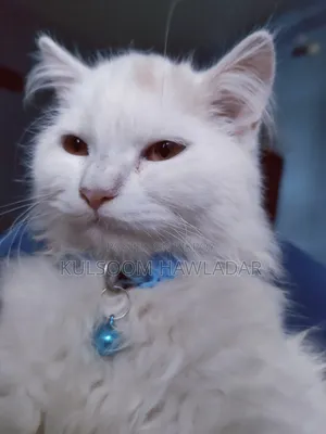 3-6 months Male Purebred Persian