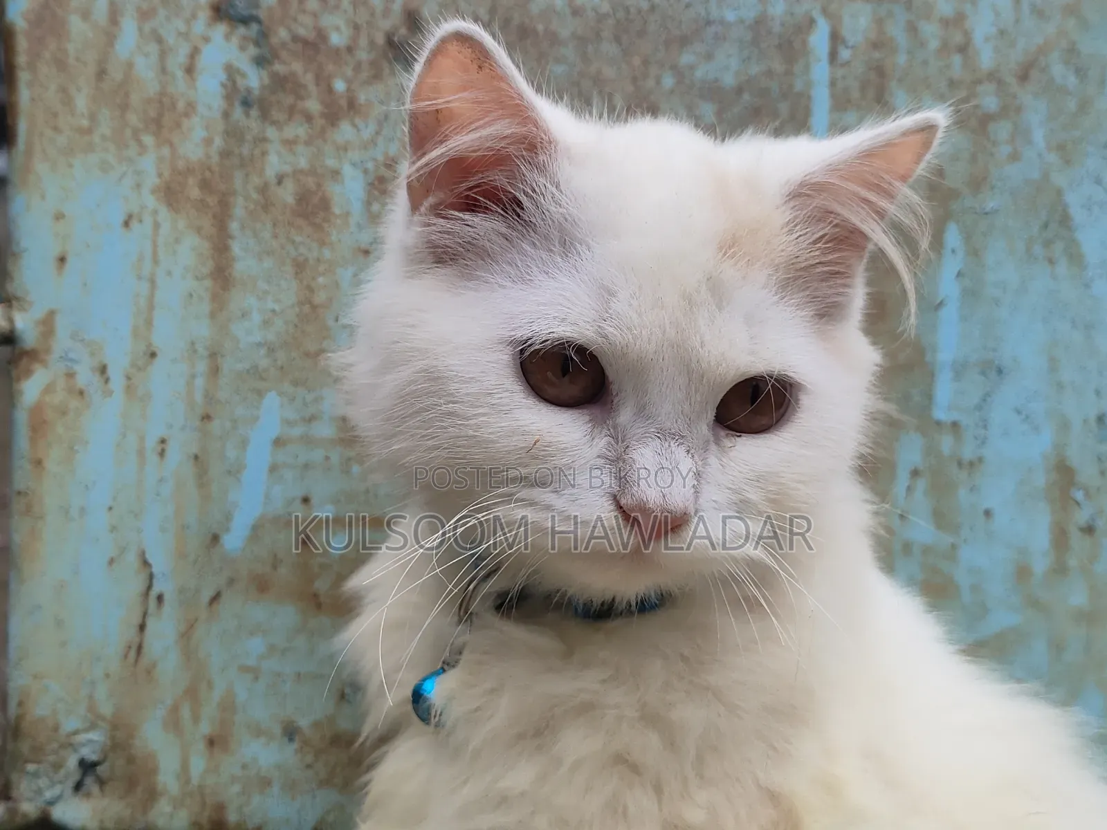 3-6 months Male Purebred Persian
