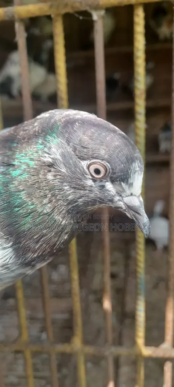 Pakistani Highflyer Pigeon Lalpari