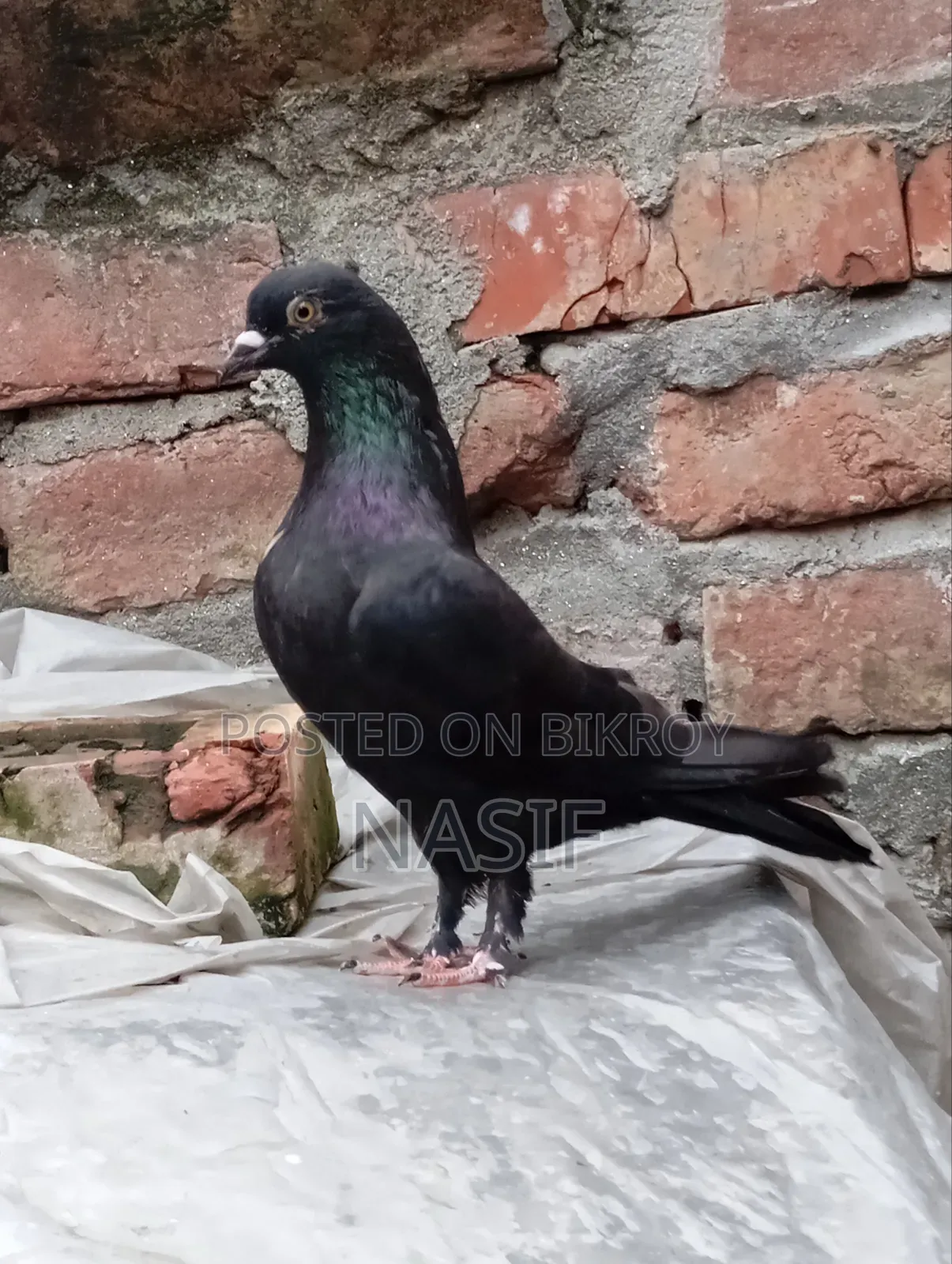 নর সেল করা হবে