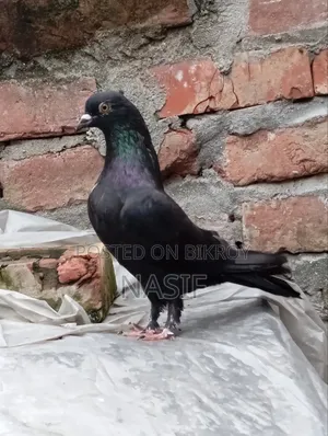 নর সেল করা হবে