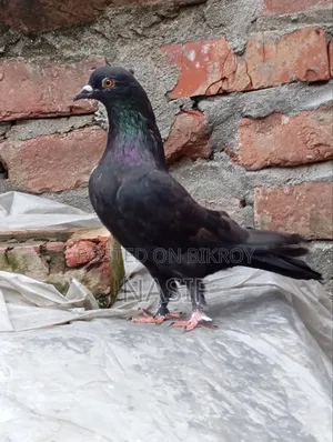 নর সেল করা হবে