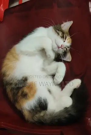1-3 Months Female Mixed Breed Cat