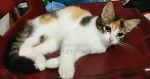 1-3 months Female Mixed Breed Cat