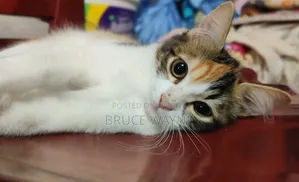 1-3 months Female Mixed Breed Cat