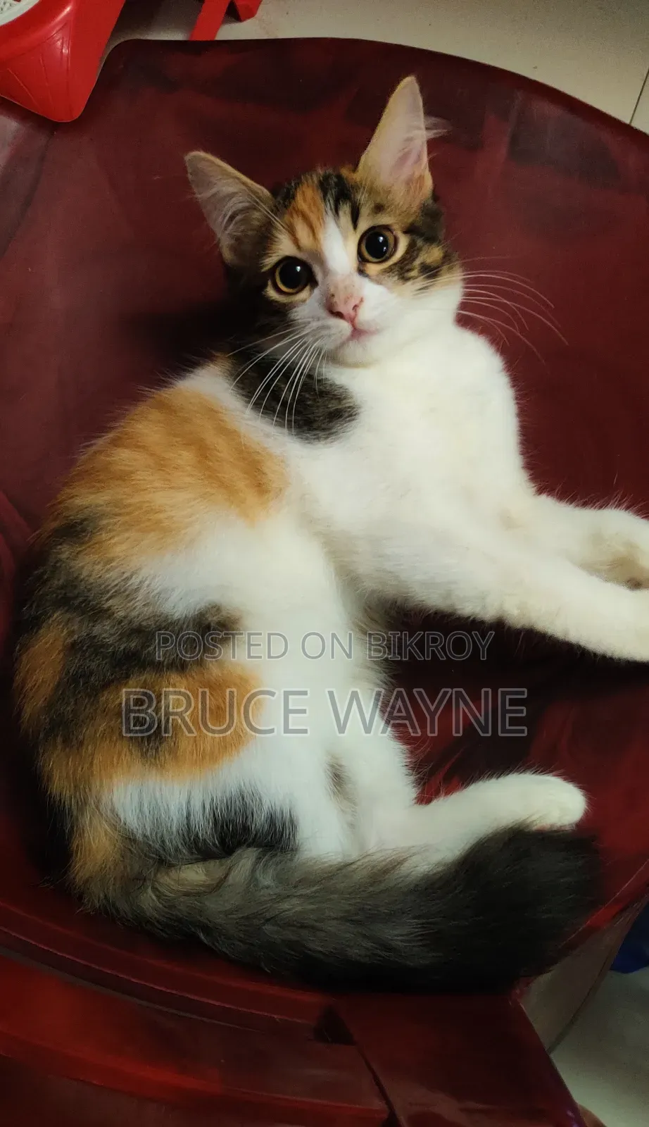 1-3 months Female Mixed Breed Cat