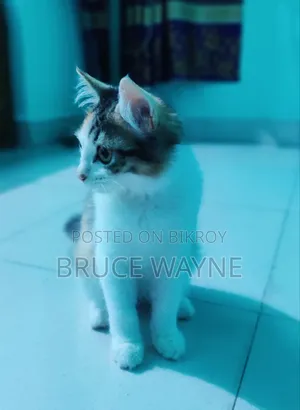 1-3 months Female Mixed Breed Cat