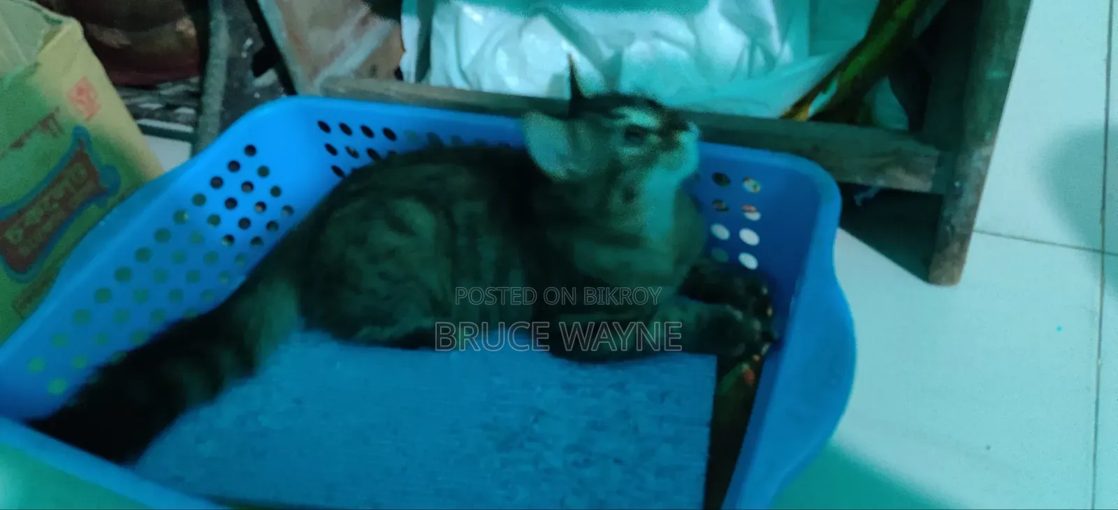 1-3 months Female Mixed Breed Cat
