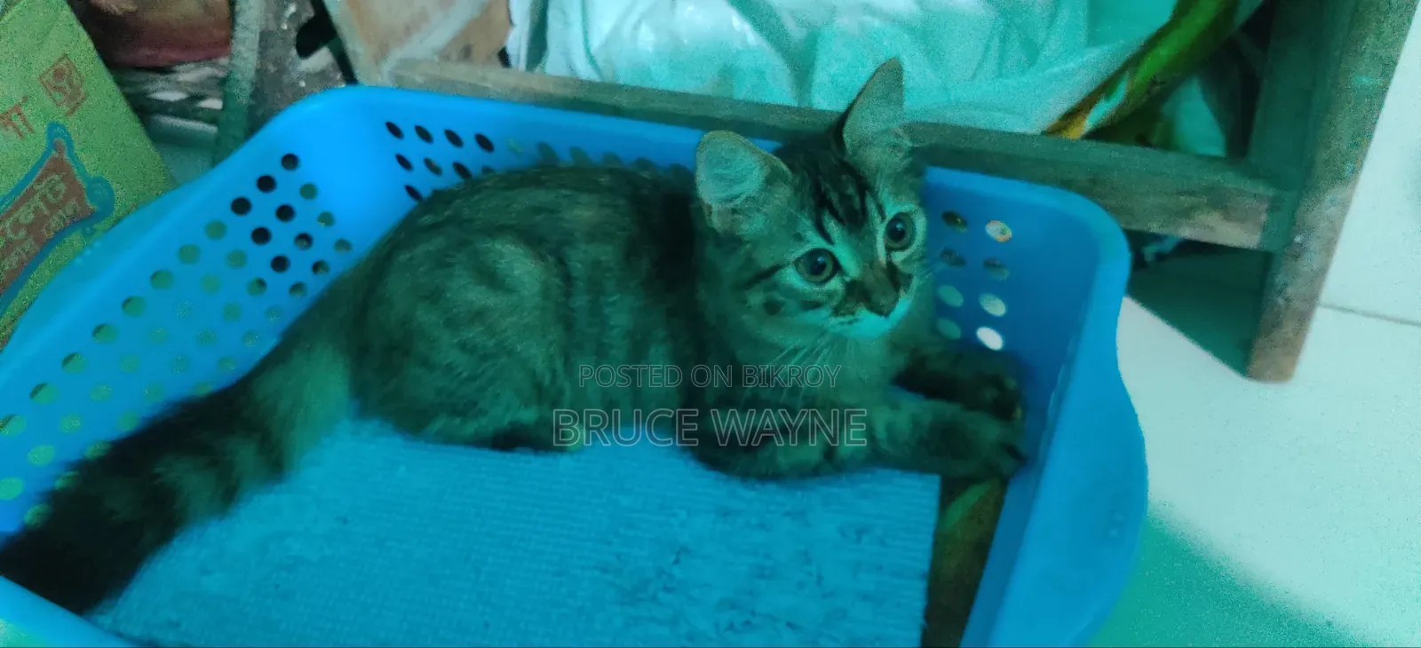 1-3 months Female Mixed Breed Cat