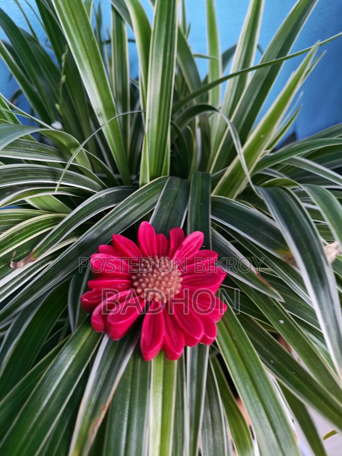 ডেইজি এবং কাঠগোলাপ ক্যান্ডেল (১০ পিস)