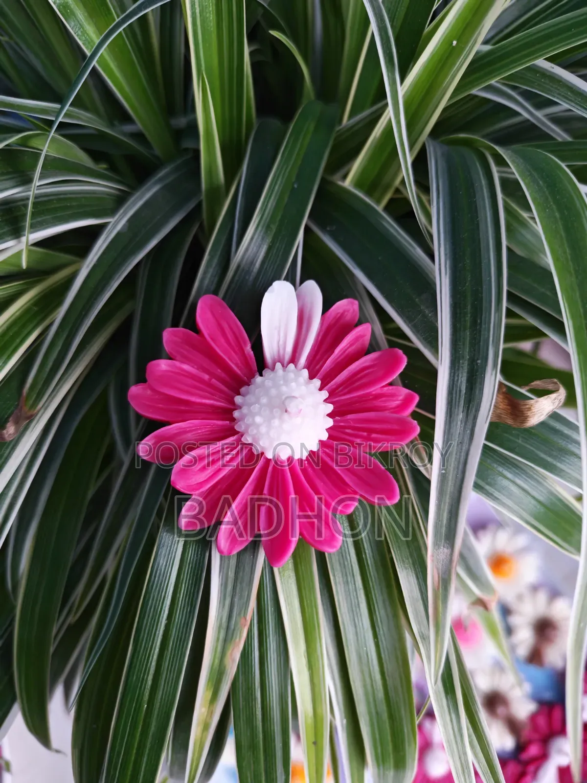 ডেইজি এবং কাঠগোলাপ ক্যান্ডেল (১০ পিস)