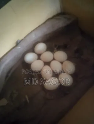 দেশি মুরগির ডিম মুরগির ডিম