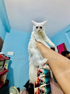 3-6 months Female Purebred Turkish Angora