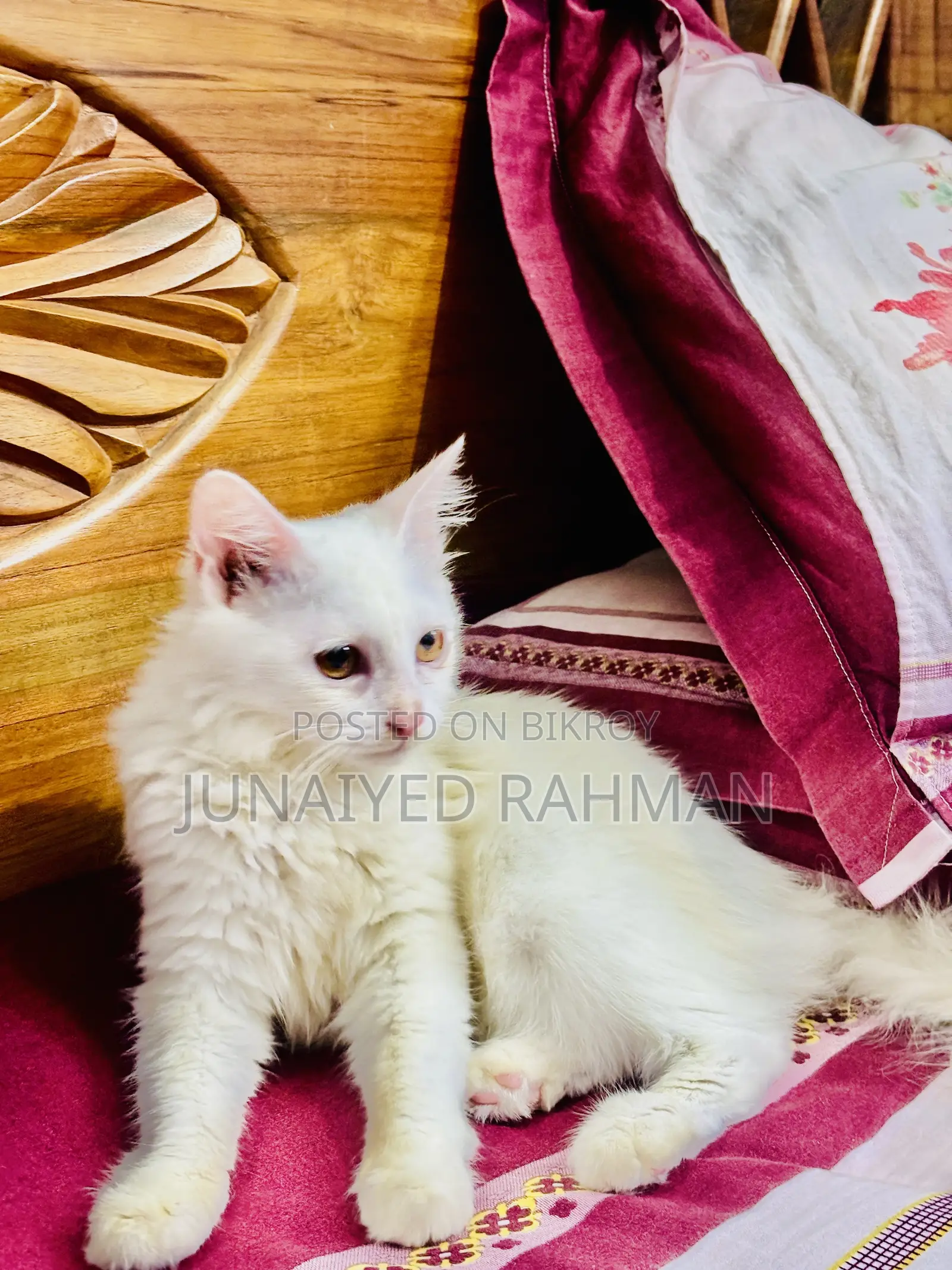 3-6 months Female Purebred Turkish Angora