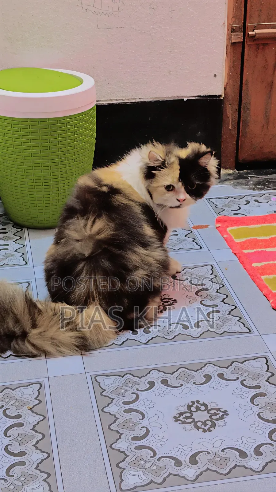6-12 months Female Purebred Persian