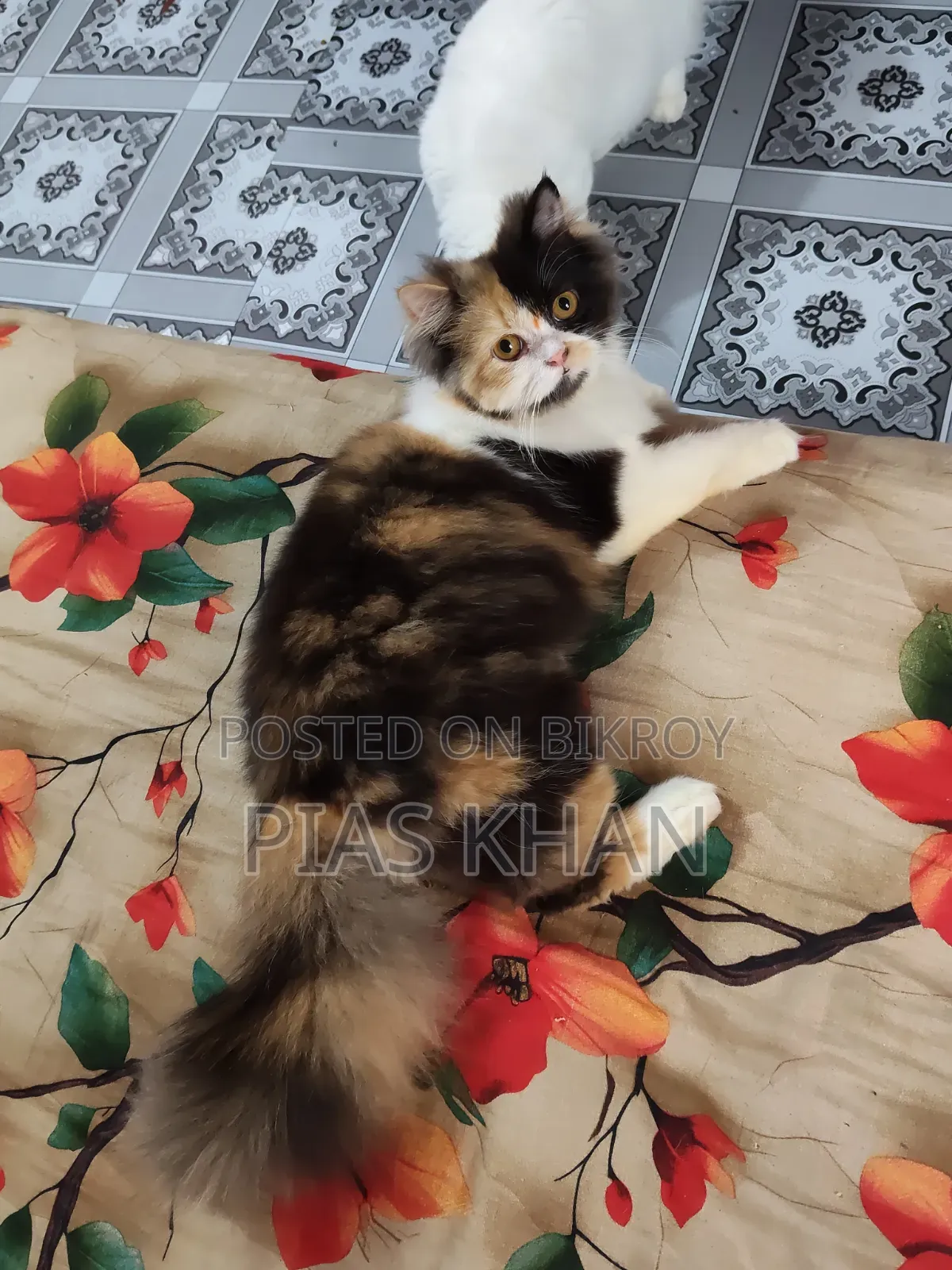 6-12 months Female Purebred Persian