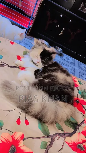 6-12 months Female Purebred Persian