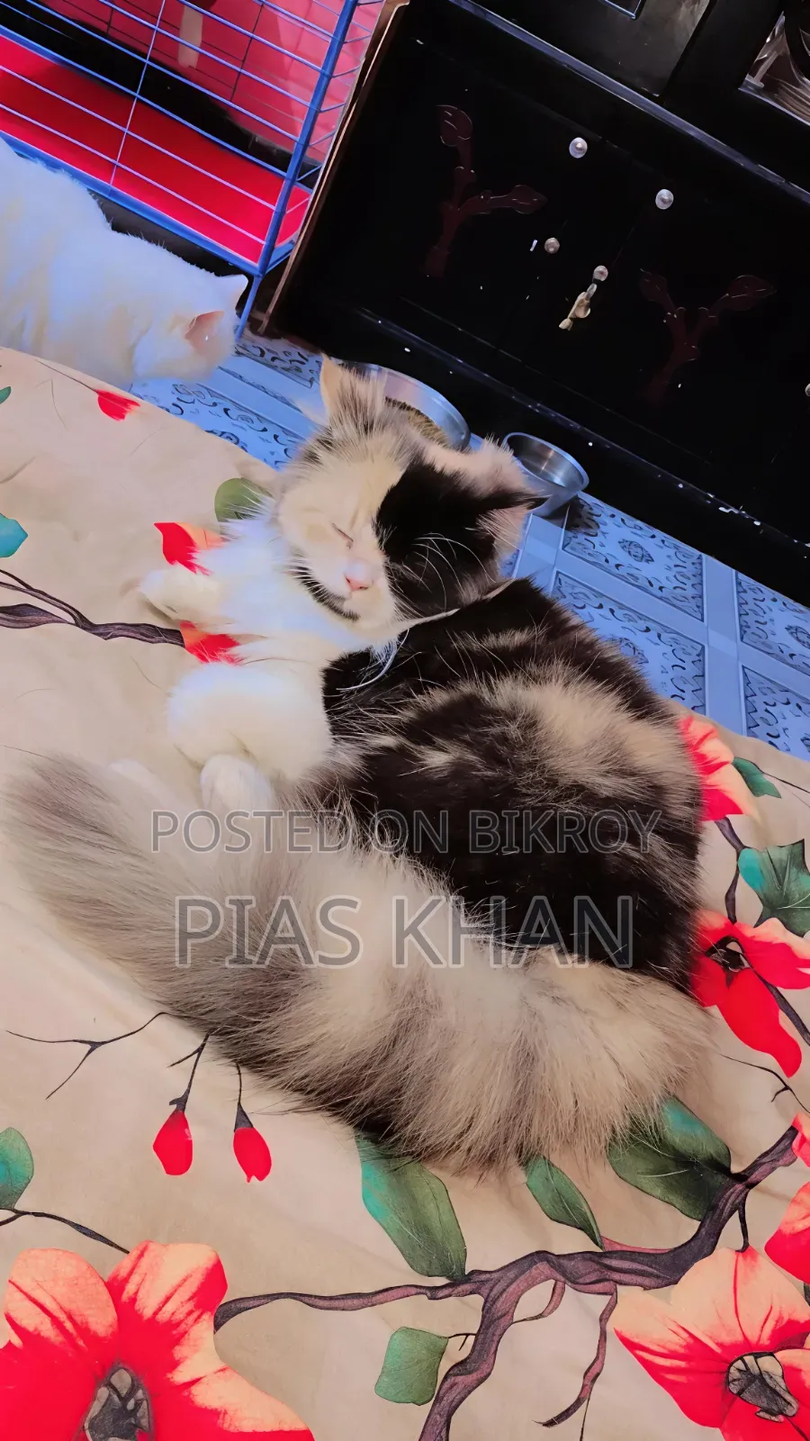 6-12 months Female Purebred Persian