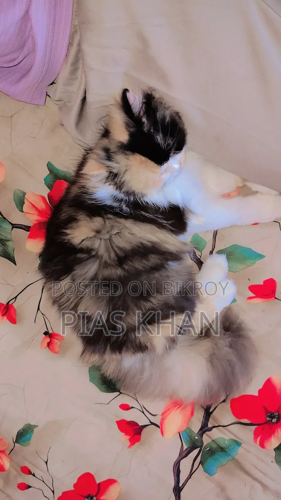 6-12 months Female Purebred Persian