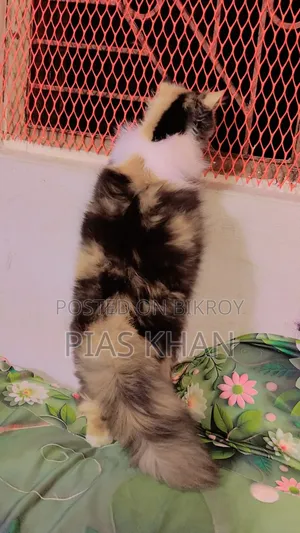 6-12 months Female Purebred Persian