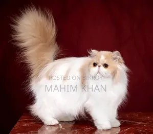 3-6 Months Female Purebred Persian