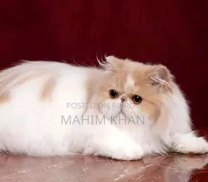 3-6 Months Female Purebred Persian