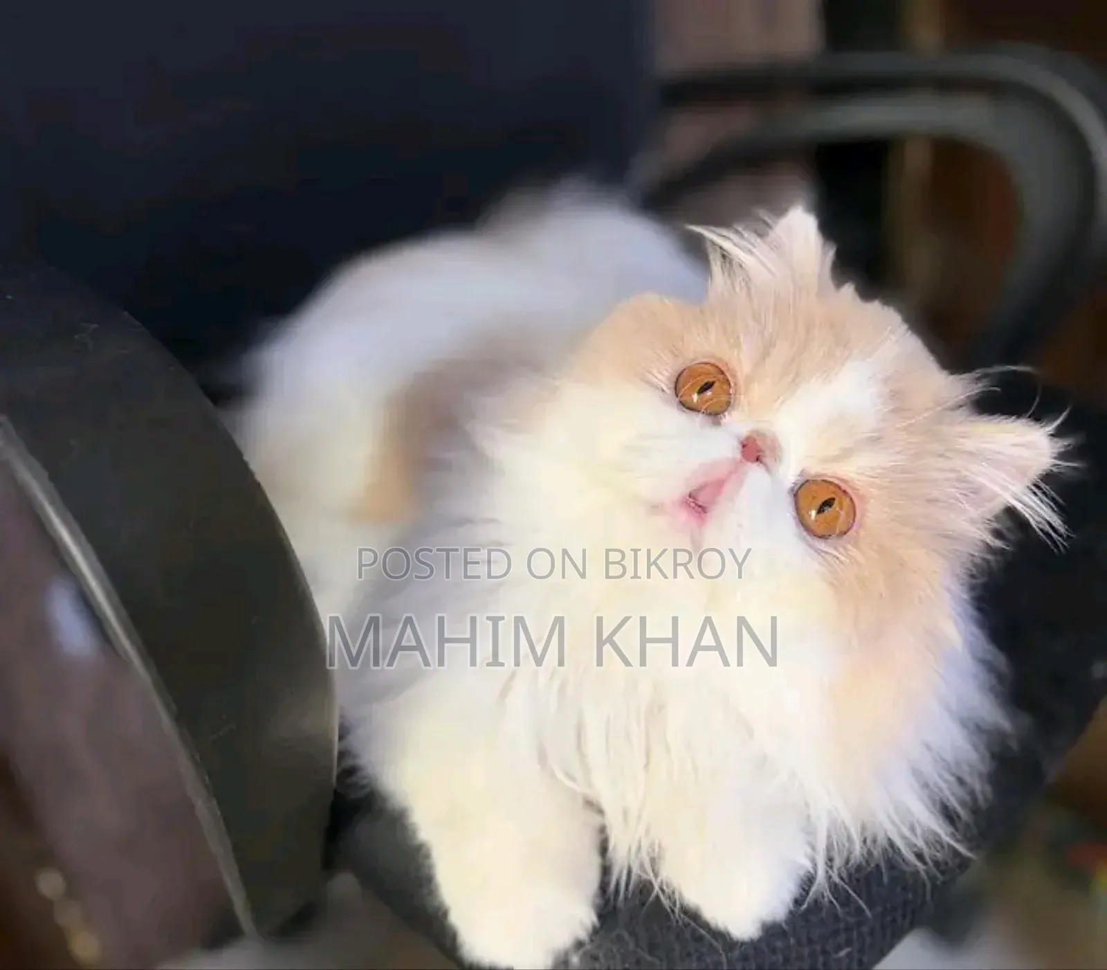3-6 Months Female Purebred Persian