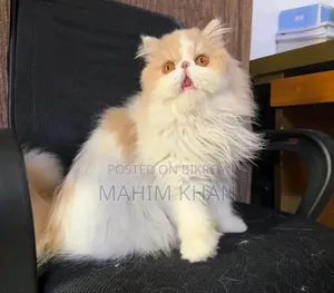 3-6 Months Female Purebred Persian