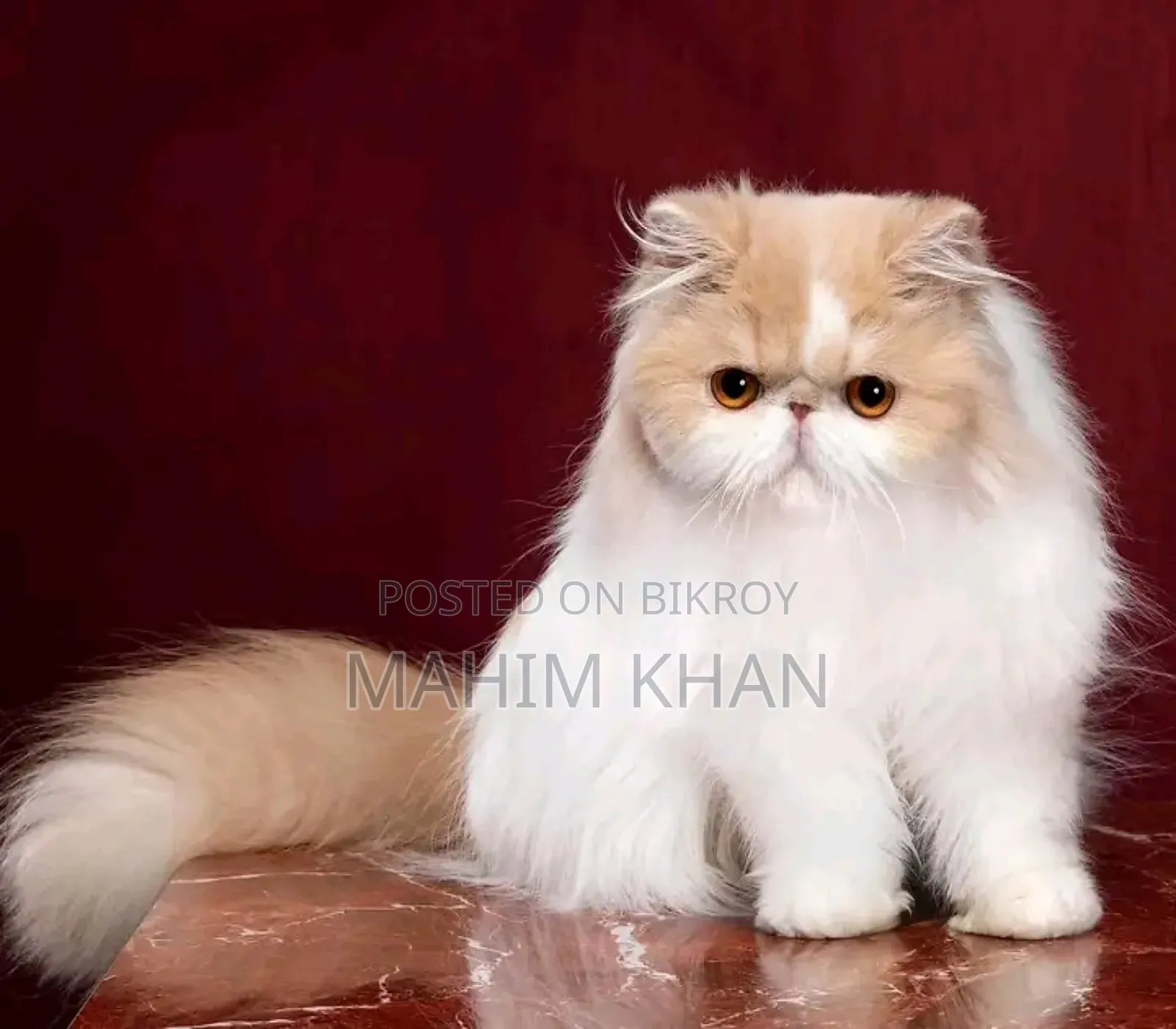 3-6 Months Female Purebred Persian
