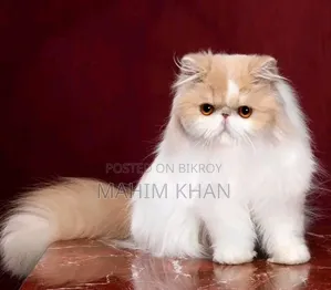 3-6 Months Female Purebred Persian
