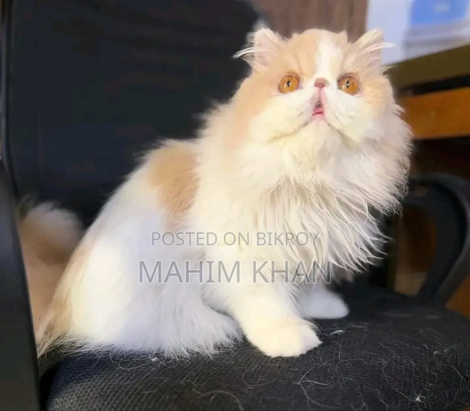 3-6 Months Female Purebred Persian