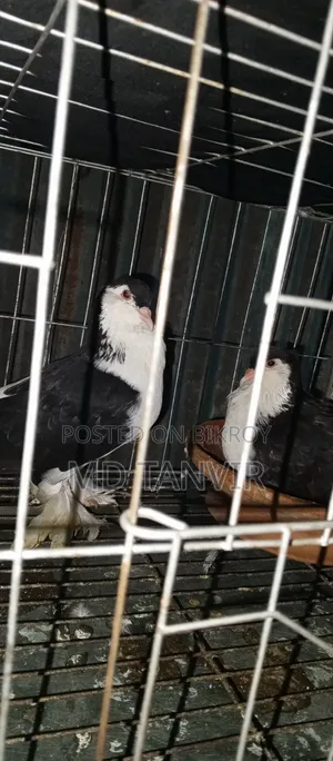 A pair of pigeons will be sold for 