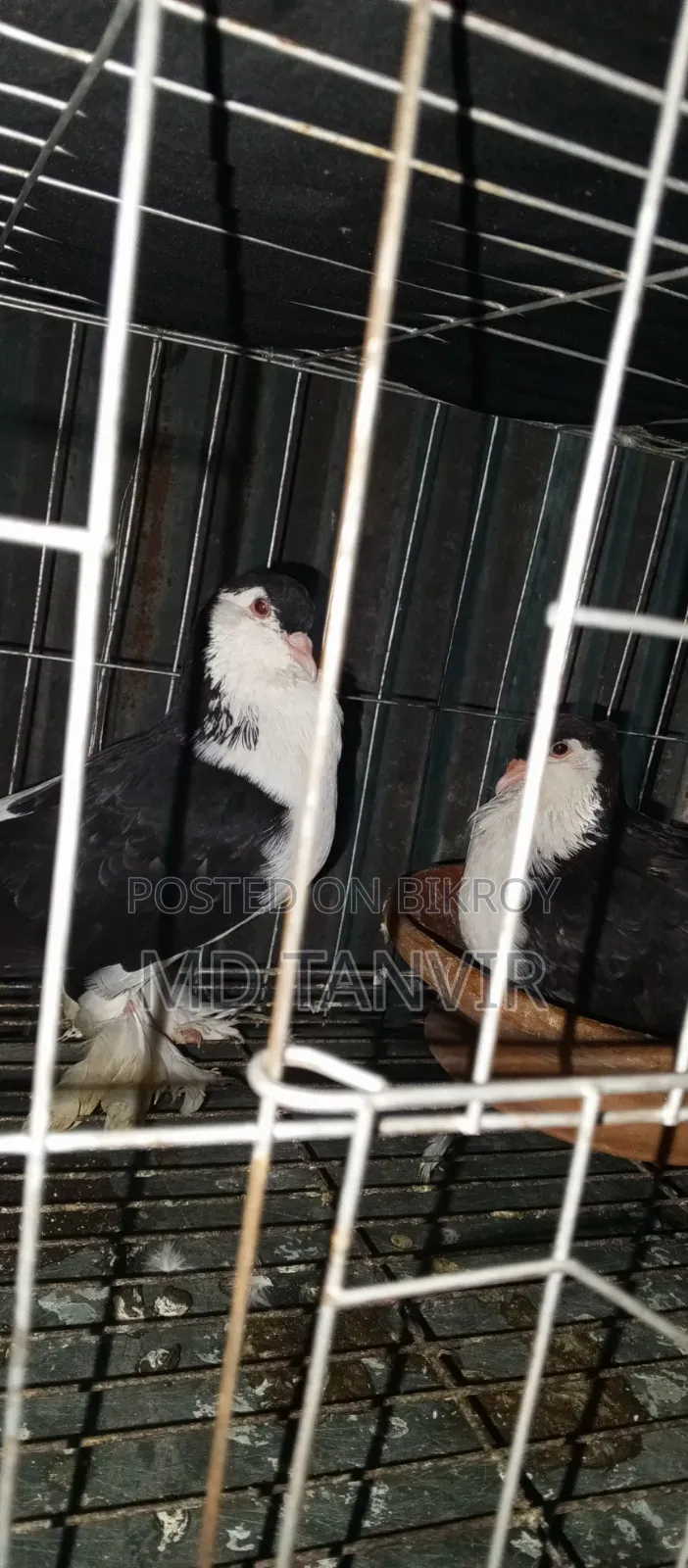 A pair of pigeons will be sold for 