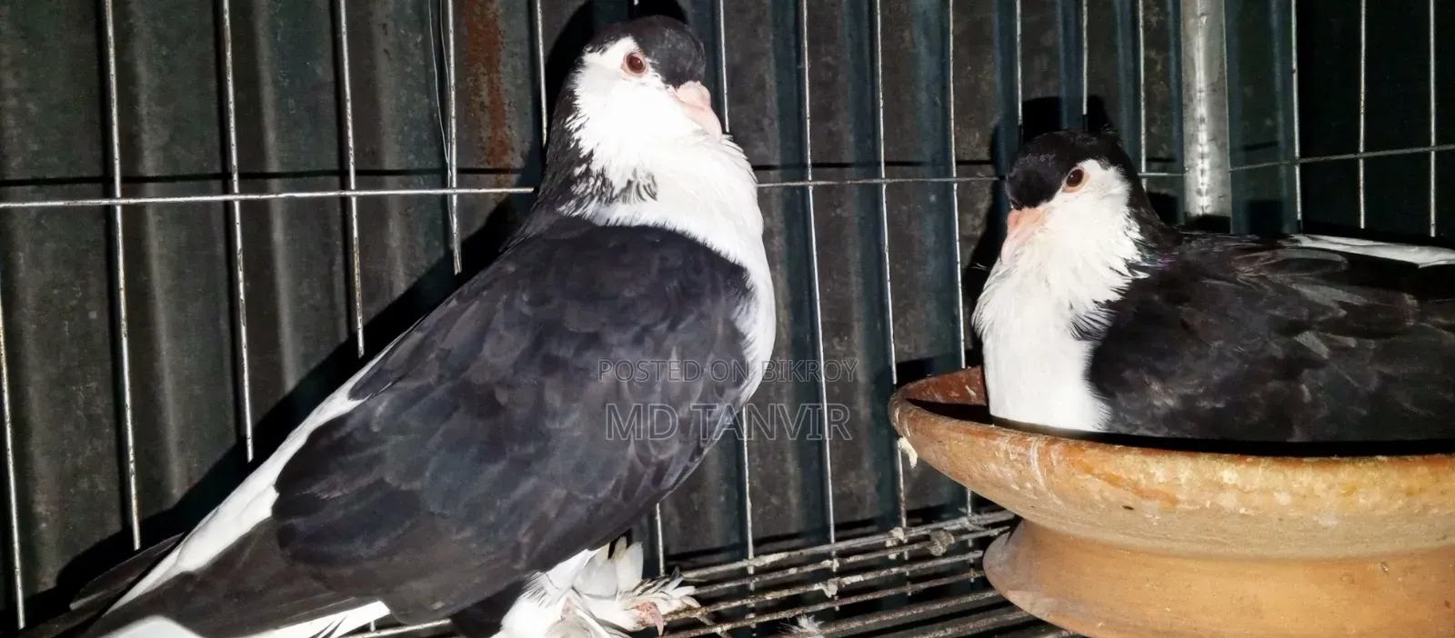 A pair of pigeons will be sold for 