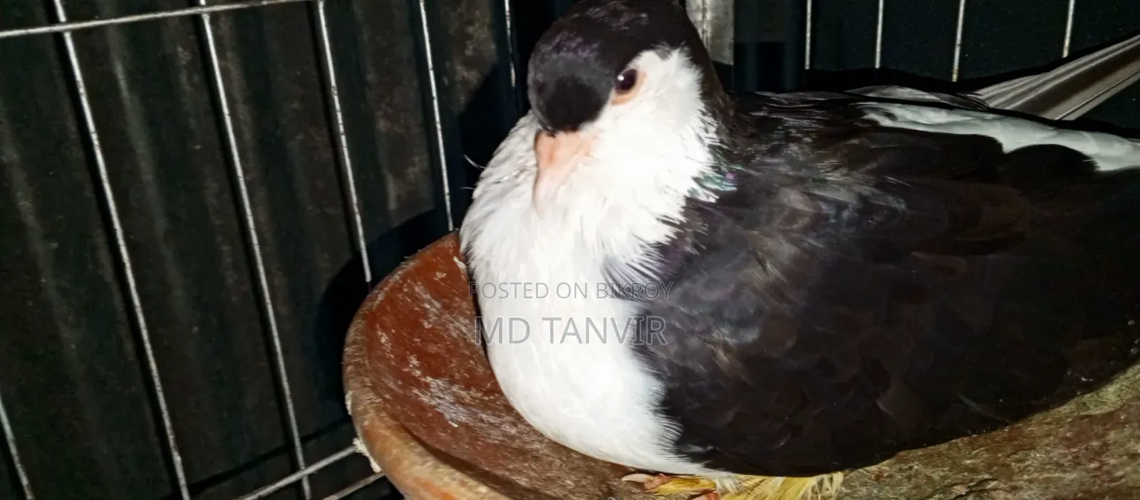 A pair of pigeons will be sold for 