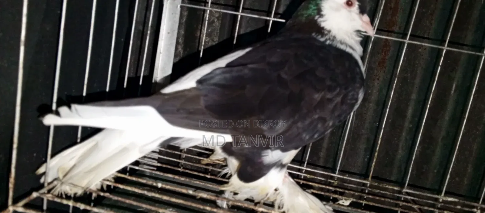 A pair of pigeons will be sold for 
